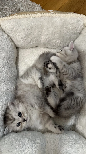 Pui rasa British Shorthair  - imagine 8