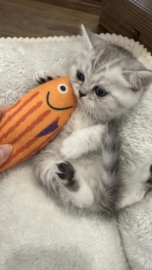 Pui rasa British Shorthair  - imagine 10
