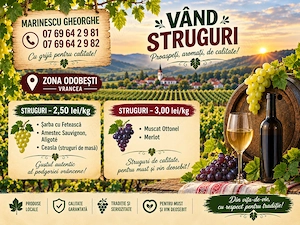 Producator, vand struguri diferite soiuri
