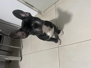 Bulldog francez 3 luni 01.06.2026