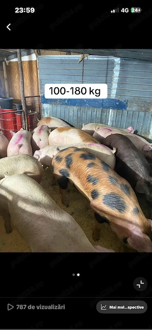 porci de vanzare 