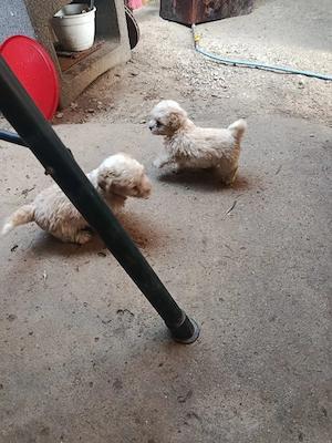 vand catei bichon maltez  - imagine 5
