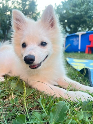 Mascul spitz ,pomeranian ,vulpino italiano superb!