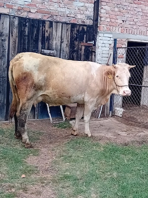 Vând vaca  cu lapte gestanta