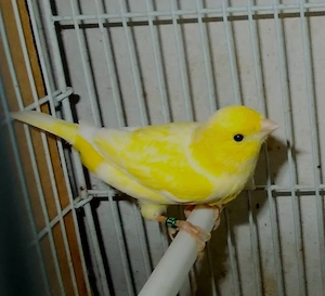 Canari Malinois Mascul  - imagine 2