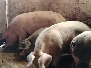 Porci mari de casa 130-200 kg