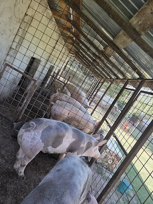 Porci crescuti in gospodarie - imagine 4