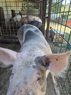 Porci crescuti in gospodarie - imagine 3