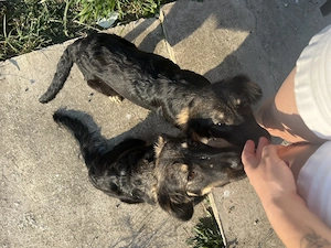 Nala si Noro își caută oamenii lor! - imagine 5