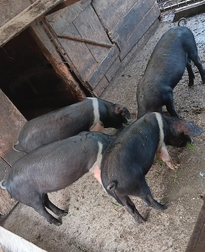 Disponibili purcei bazna