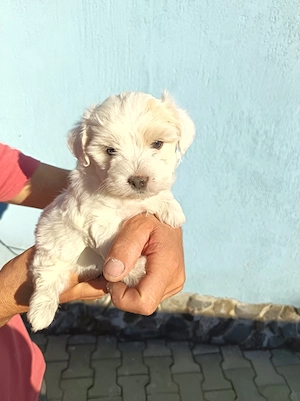 Bichon maltez.     . 