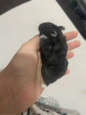 hamsteri pitici 