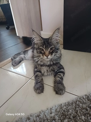 Fetita Maine Coon cu Pedigree - imagine 2
