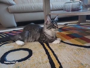 Fetita Maine Coon cu Pedigree - imagine 4