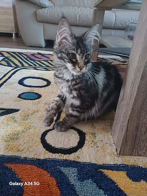 Fetita Maine Coon cu Pedigree