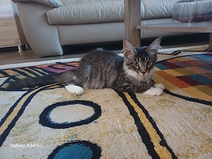 Fetita Maine Coon cu Pedigree - imagine 5