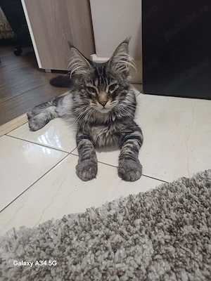Fetita Maine Coon cu Pedigree - imagine 3