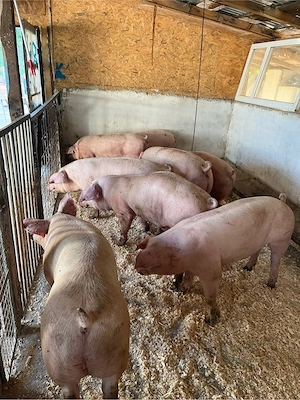 porci de vanzare  - imagine 2