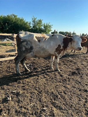 vaca baltata cu lapte 