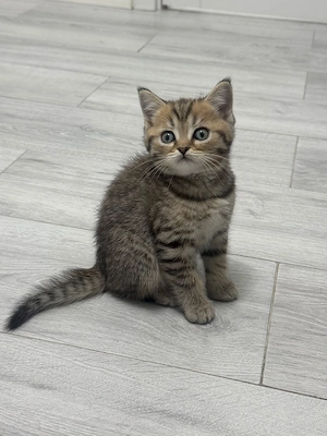 Pisicuțe Scottish născute pe 21 iunie  - imagine 5