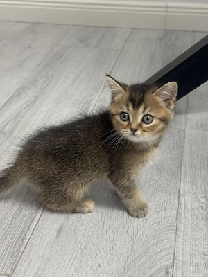 Pisicuțe Scottish născute pe 21 iunie  - imagine 4