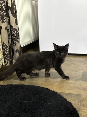 Fetita Maine Coon cu Pedigree