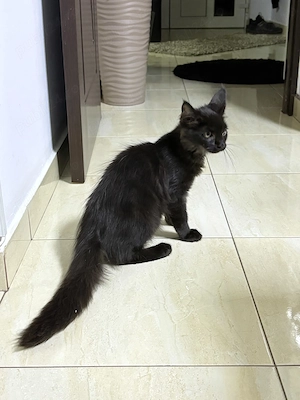 Fetita Maine Coon cu Pedigree - imagine 3
