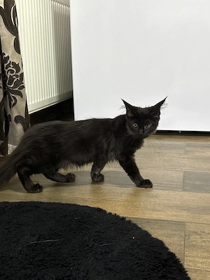 Fetita Maine Coon cu Pedigree - imagine 2