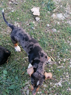 teckel arlechin 