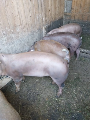 Porci de vanzare