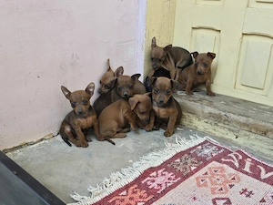 De vânzare  Pinscher toy