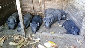 Vând porci vietnamezi 50 60 kg preț este de 600  lei bucata 