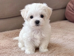 bichon cauta casuta 
