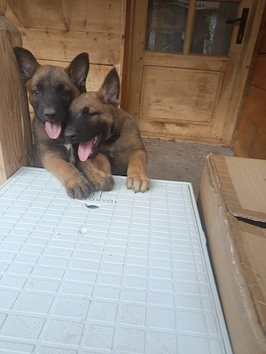 Catel Malinois - imagine 5