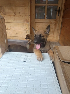 Catel Malinois - imagine 4