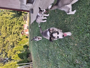 Pui 2 luni husky cu părinți cunoscuți  - imagine 5