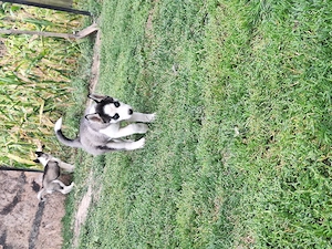 Pui 2 luni husky cu părinți cunoscuți 