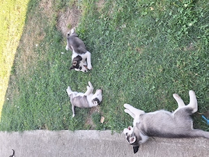 Pui 2 luni husky cu părinți cunoscuți  - imagine 4