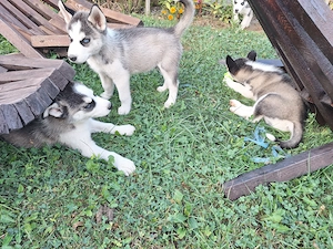 Pui 2 luni husky cu părinți cunoscuți  - imagine 3