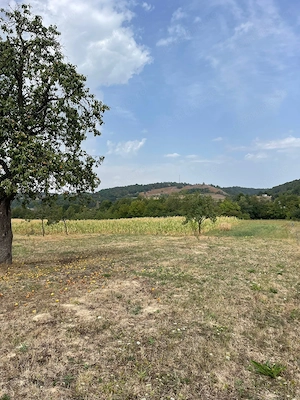 Casa de caramida de vanzare cu aproape un hectar de teren - Cabești, jud. Bihor - imagine 9