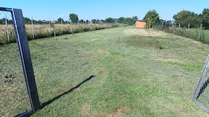 Teren intravilan 2.200 mp în Poenari (Ulmi, Giurgiu)   împrejmuit, cu puț, livadă și solar