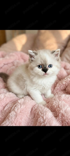 fetița ragdoll!!!