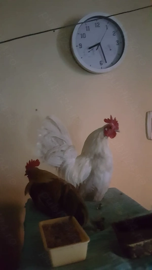 vând cocoșei de rasă serama
