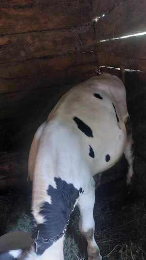 2 taurici cu greutatea de 230-240 kg