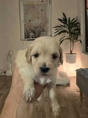 Pui Maltipoo 2luni