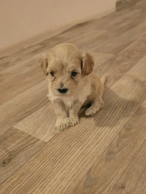 Pui Maltipoo 2luni - imagine 3
