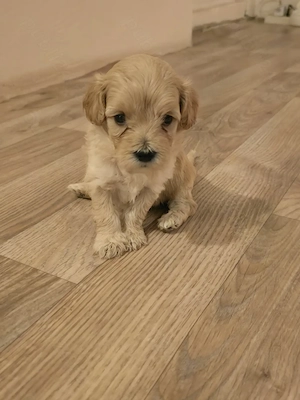 Pui Maltipoo 2luni - imagine 5