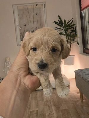 Pui Maltipoo 2luni - imagine 4
