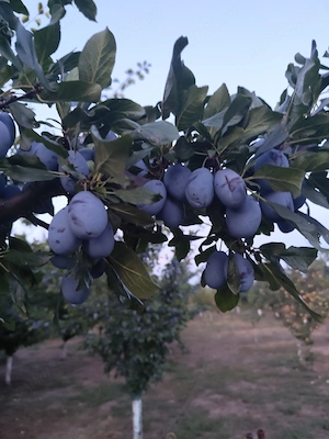Prune Stanley foarte gustoase 