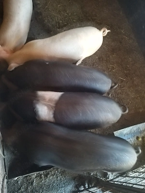 purcei de vânzare, 4 luni 